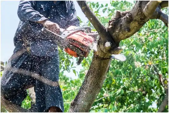 tree services Okarche